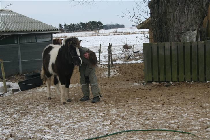 Islænder Duna Fra Ørnholm billede 16