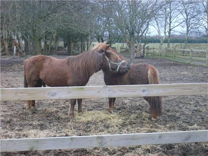 Anden særlig race Ferrari - Ferrari og Kalle på fold da Ferrari næsten lige var kommet hjem billede 3