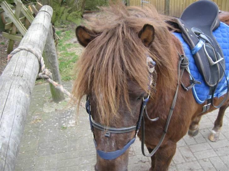 Anden særlig race Ferrari - Ferrari der slapper lidt af inden vi skal ud af ride (: <3 billede 5