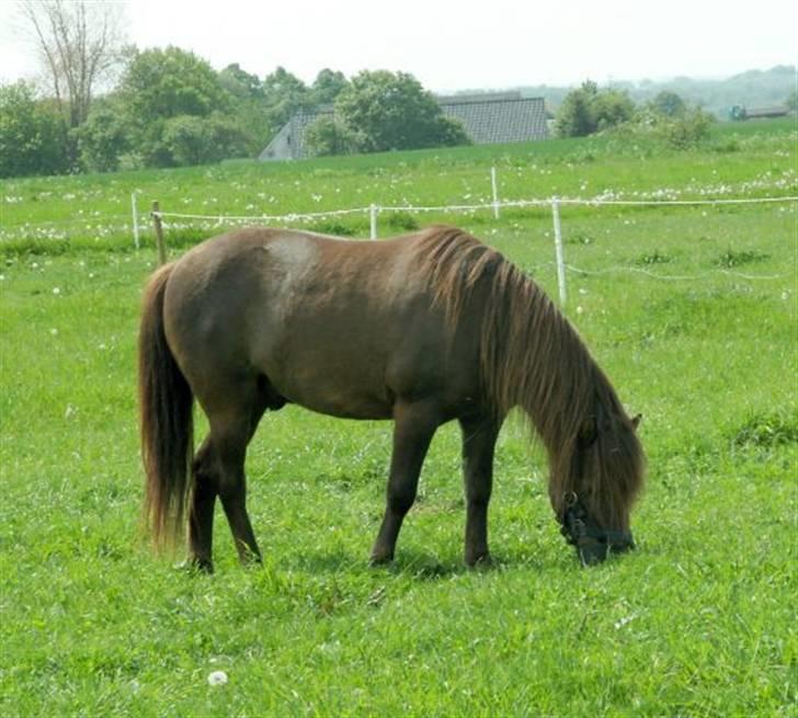 Anden særlig race Ferrari - Ferari et billed fra den gamle ejer (:  billede 7