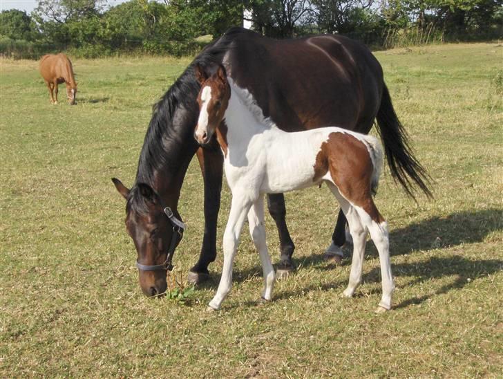 Pinto Million Dollar Baby*tidl. hest* billede 1