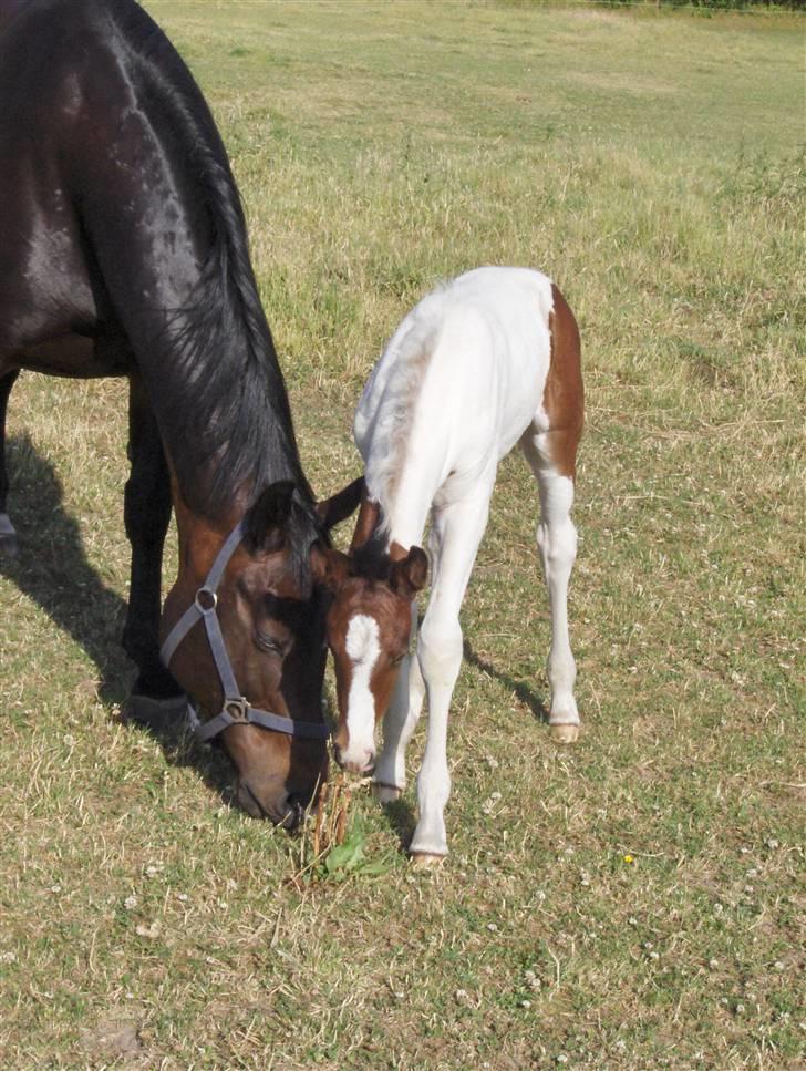 Pinto Million Dollar Baby*tidl. hest* billede 4