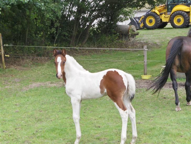 Pinto Million Dollar Baby*tidl. hest* billede 5