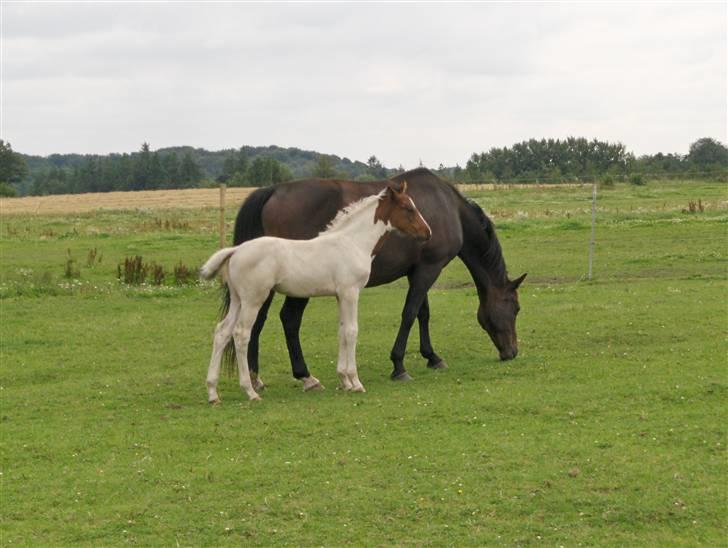 Pinto Million Dollar Baby*tidl. hest* billede 6