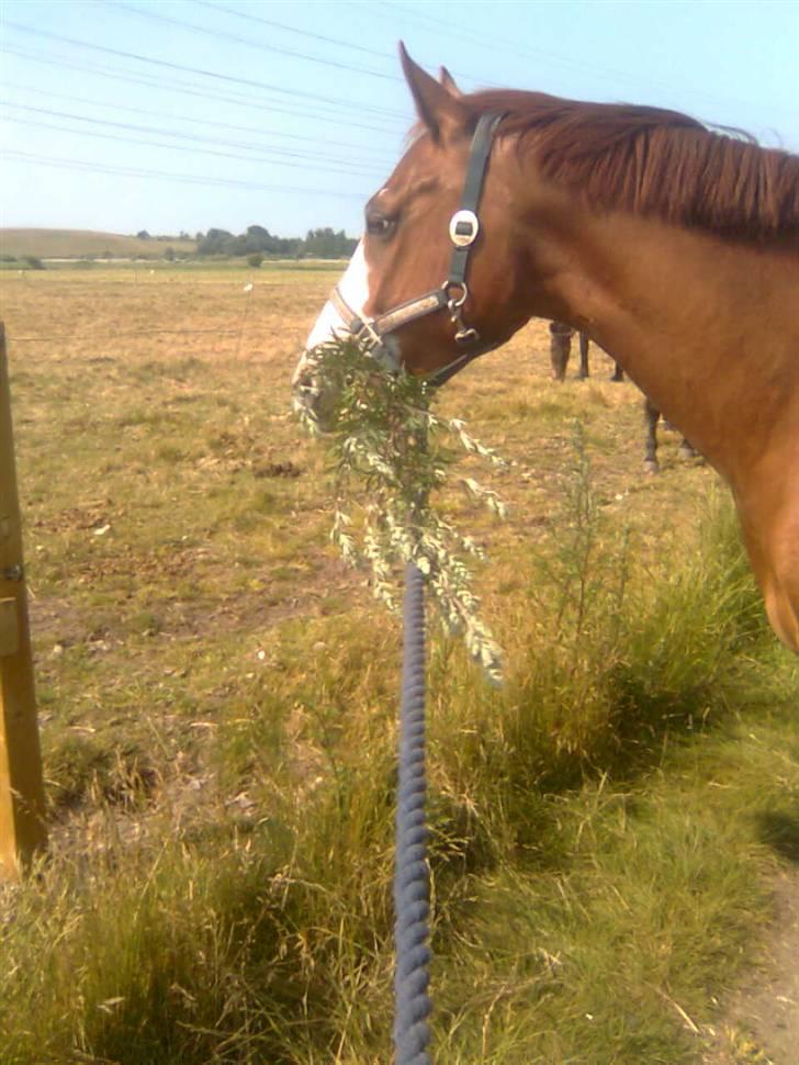 Frederiksborg Chaplin R.I.P<3 - Chaplin nyder ukrudt. billede 9