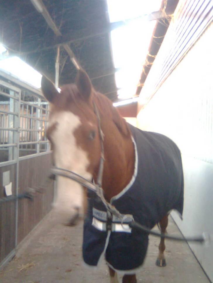 Frederiksborg Chaplin R.I.P<3 - Chaplin med nyt dækken.. billede 10