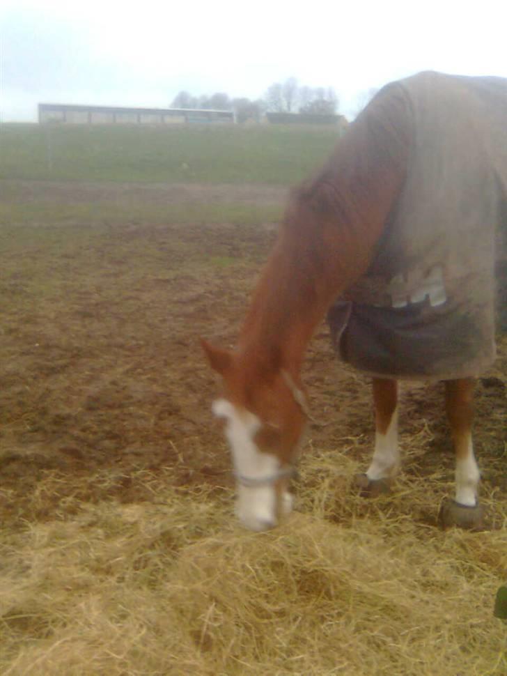 Frederiksborg Chaplin R.I.P<3 - Chaplin spiser dejligt wrap på fold.. billede 11