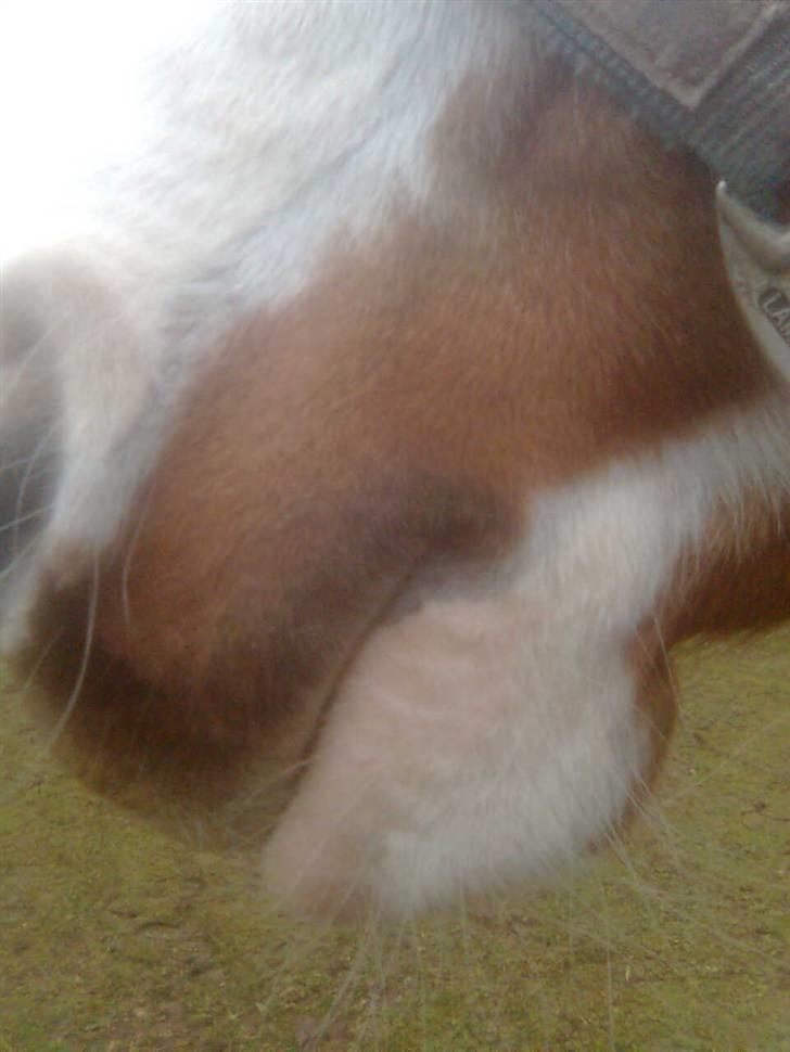 Frederiksborg Chaplin R.I.P<3 - Chaplins dejlige vinter kysse mule:-). billede 12