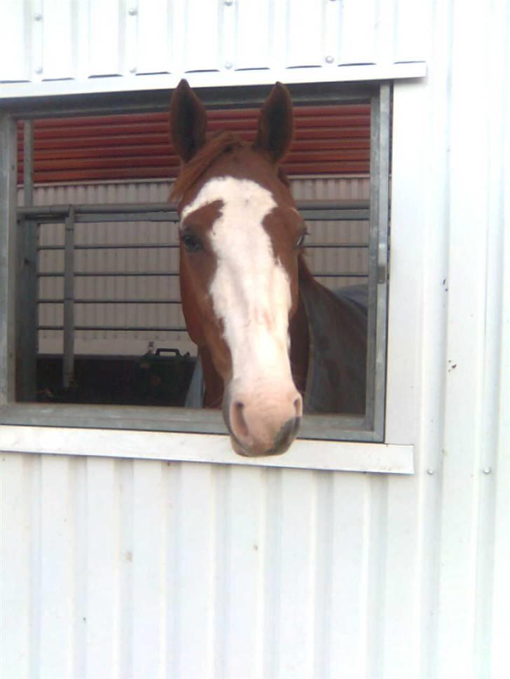 Frederiksborg Chaplin R.I.P<3 - Chaplin nyder sit vindue.. billede 13