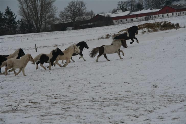 Islænder Duna Fra Ørnholm billede 17