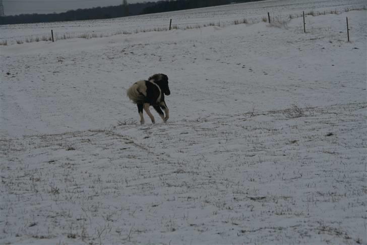 Islænder Duna Fra Ørnholm billede 18