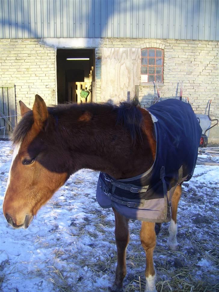 Anden særlig race fire walkers aslan - 8 måneder gammel  26 jan.  2010  billede 12