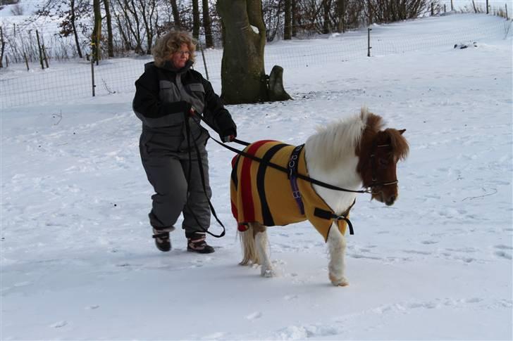 Dansk Miniature Egehøj's Casino Z billede 14