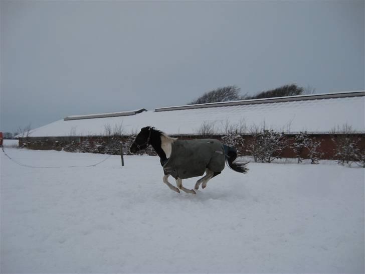 Pinto allison  billede 17