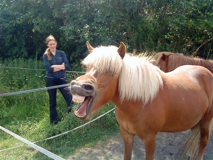 Islænder Frida fra St Restrup billede 3