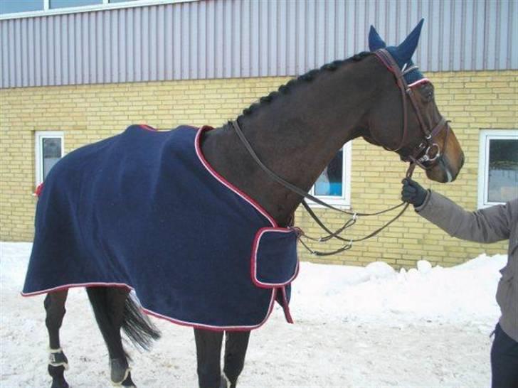 Holstener liva ( solgt ) - Liva og mor hosk billede 18