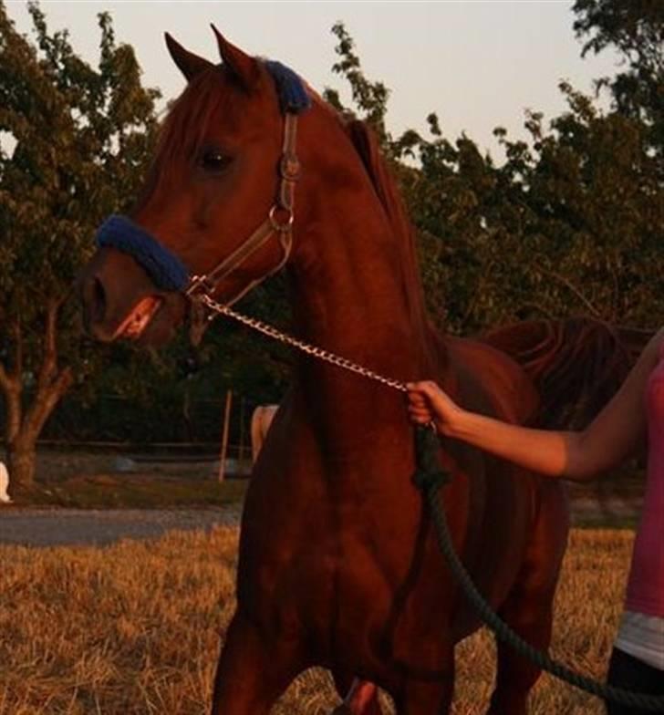 Arabisk fuldblod (OX) D.Midnight Rodeo  - Happy horse , kan se en smuk dame..  billede 15