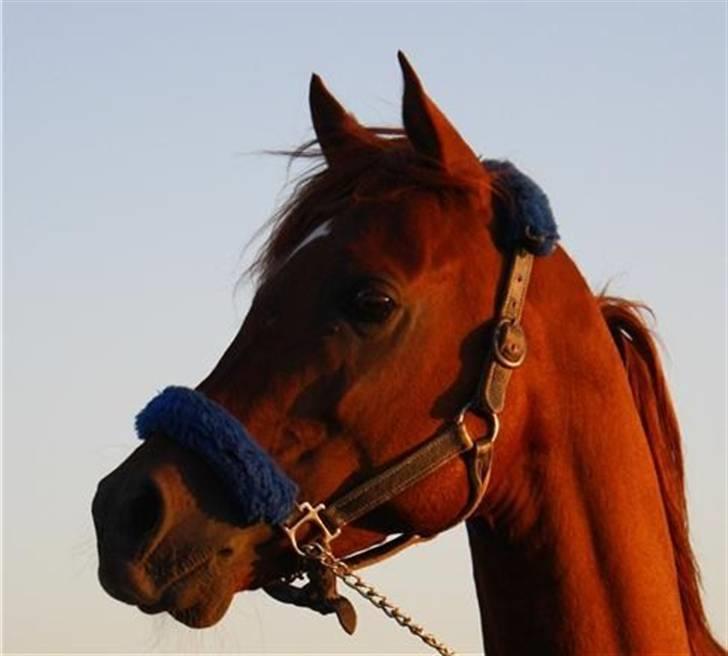 Arabisk fuldblod (OX) D.Midnight Rodeo  - Smukke hovede  billede 16