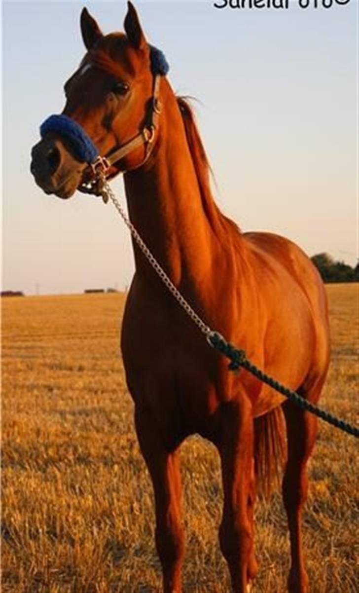 Arabisk fuldblod (OX) D.Midnight Rodeo  - Se hans smukke farve når solen rammer ham .. han er da smuk <3 billede 17