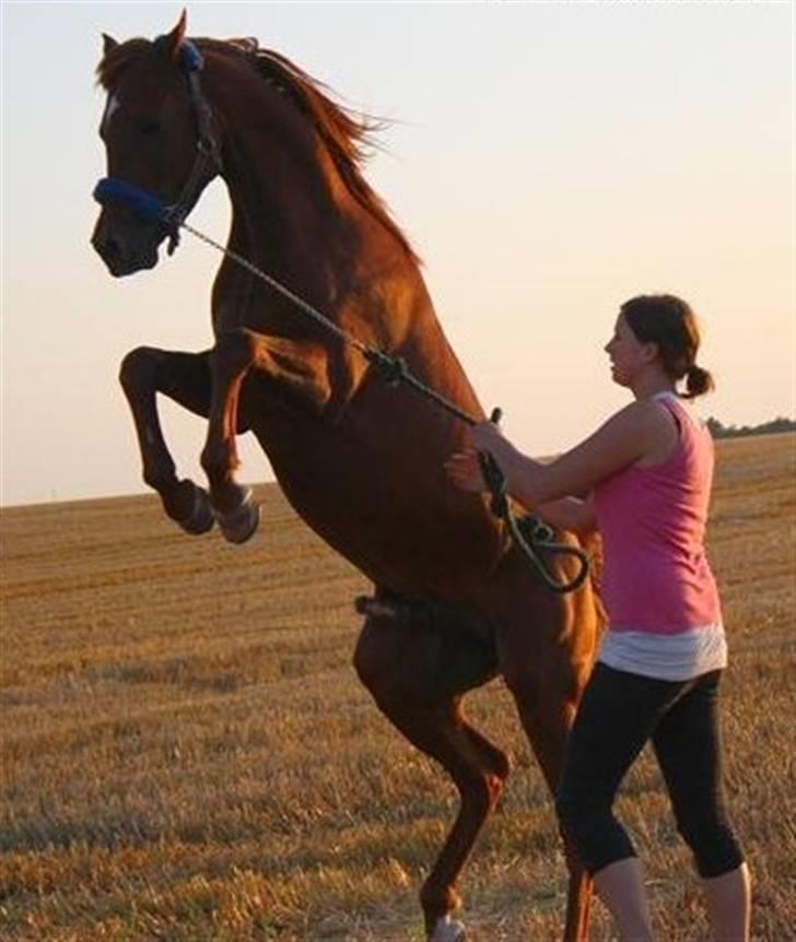 Arabisk fuldblod (OX) D.Midnight Rodeo  - Har 120% kontrold over ham, han er bare nuttet.. billede 18