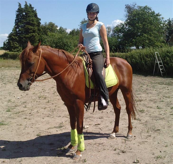 Arabisk fuldblod (OX) D.Midnight Rodeo  - Min dejlige nemme hingste basse.. billede 19