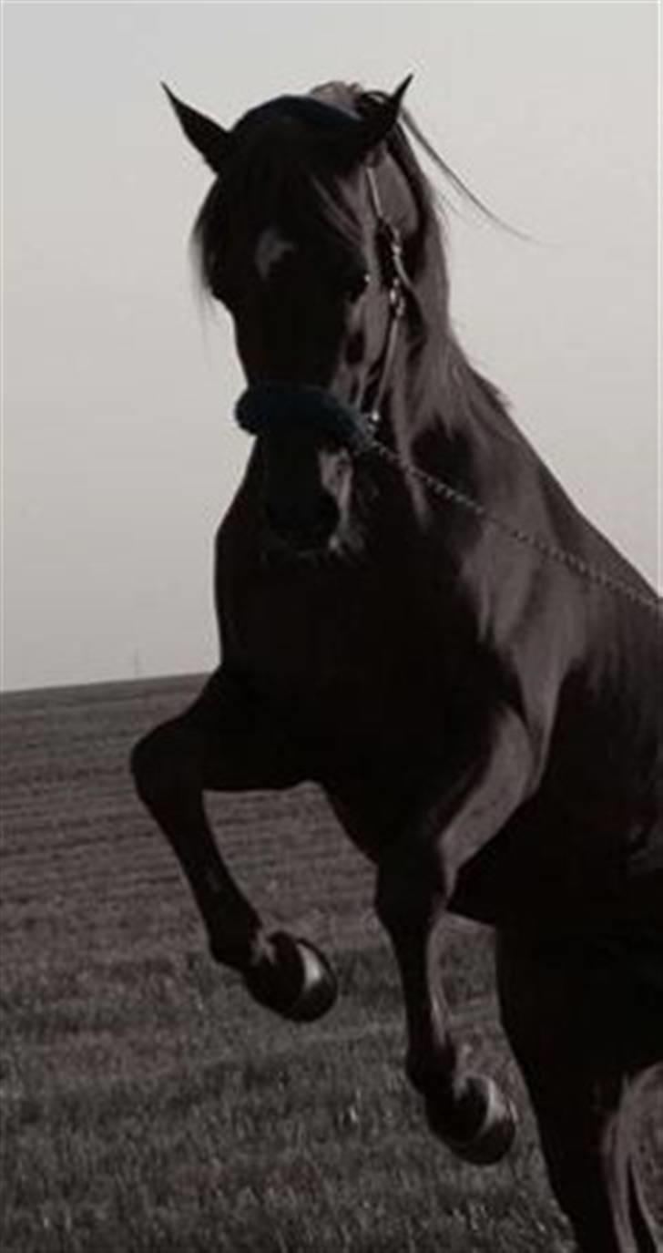 Arabisk fuldblod (OX) D.Midnight Rodeo  - Redigeret billede af jette vinter´s datter.. SMUKKE HEST billede 20