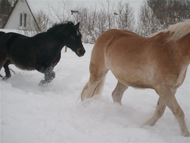 Anden særlig race Buller billede 7