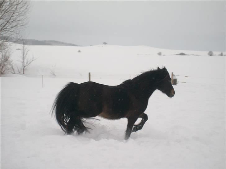 Anden særlig race Buller billede 8