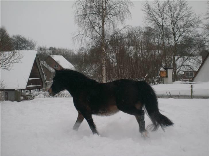 Anden særlig race Buller billede 9