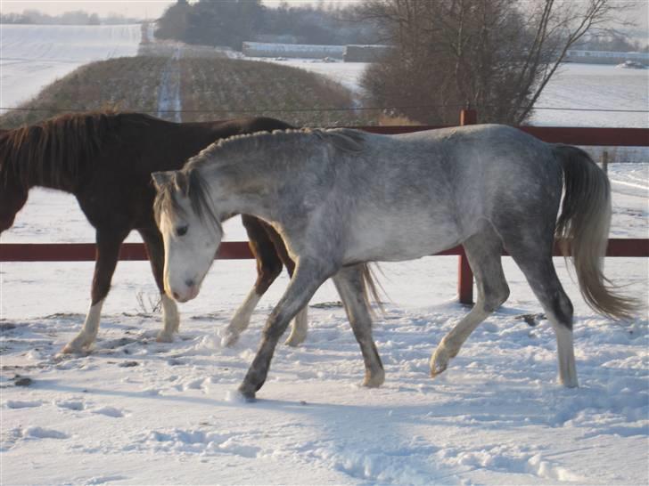 Welsh Pony (sec B) Mr. Caymann billede 2