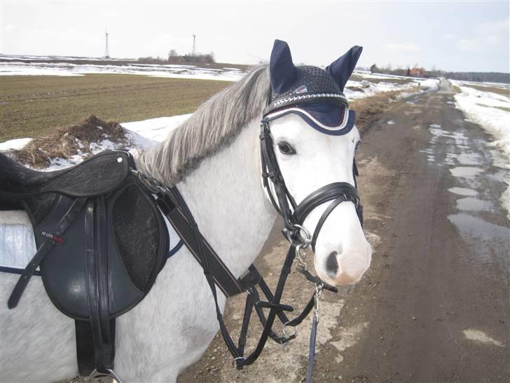 Welsh Pony (sec B) Mr. Caymann billede 3