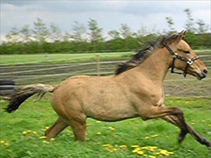 Anden særlig race Qidarr  - Hej med dig derude :) Kig dig endelig omkring, og lig gerne en kommentar og en bedømmelse :) ( Undskyld kvaliteten -  Bemærk billedet er taget på stutteri Doheema )  billede 1