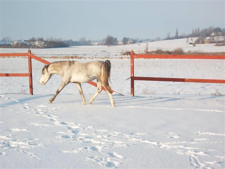 Welsh Pony (sec B) Mr. Caymann - Skal da lege blærer sig lidt =o) billede 4