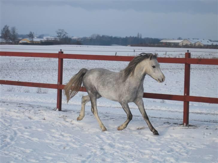 Welsh Pony (sec B) Mr. Caymann billede 5