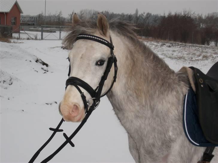 Welsh Pony (sec B) Mr. Caymann - Så smuk en hingste basse =o) billede 6