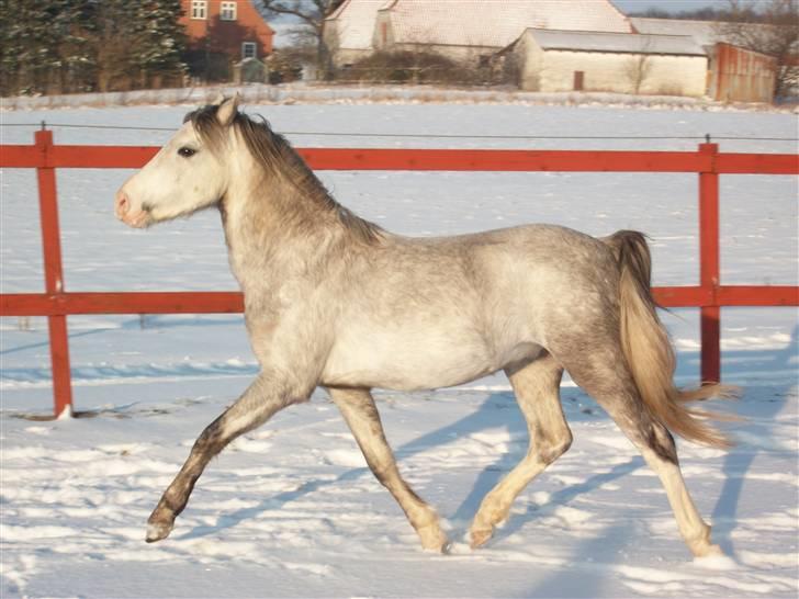 Welsh Pony (sec B) Mr. Caymann billede 7