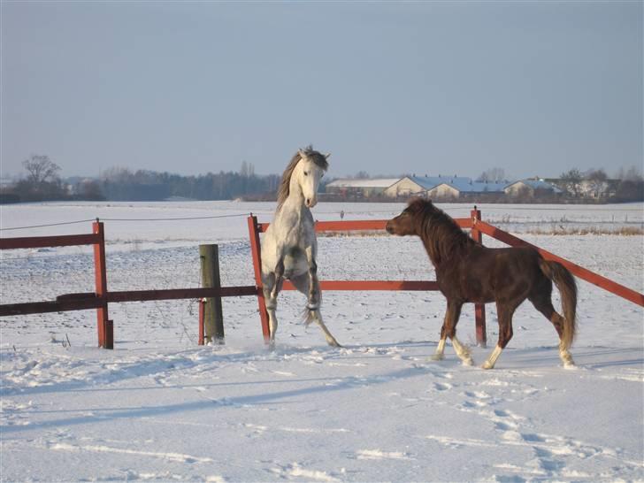 Welsh Pony (sec B) Mr. Caymann - Kom bare an Coy =o) billede 8