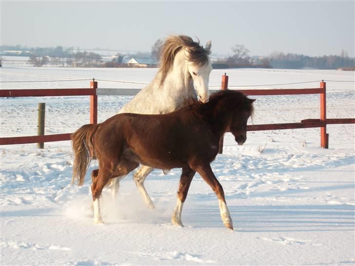 Welsh Pony (sec B) Mr. Caymann - 2 Dejlige drenge billede 9