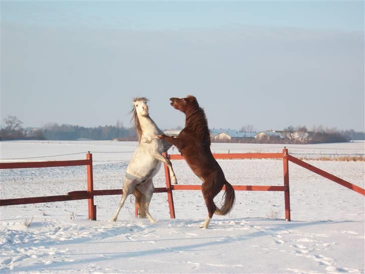 Welsh Pony (sec B) Mr. Caymann - Lidt vild leg i sneen ... Men hva de er stadigvæk bedste venner =o) billede 10
