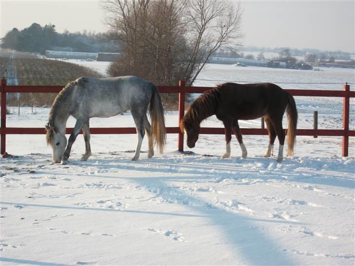 Welsh Pony (sec B) Mr. Caymann - Ja, vi leger så stadigvæk kongens efterfølger (bliver aldrig træt af den leg) billede 11