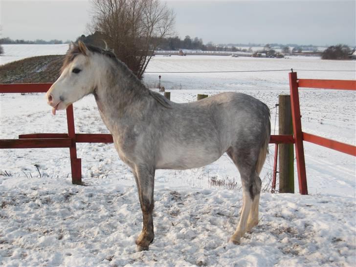 Welsh Pony (sec B) Mr. Caymann - Rækker, tunge efter de dejlige hopper... billede 12