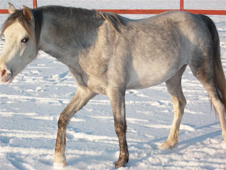 Welsh Pony (sec B) Mr. Caymann - Ups .... var det for tæt på ????? billede 13