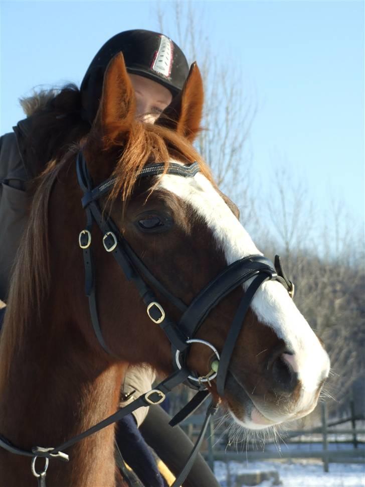 Polsk Varmblod Emma  - verdens bedste hest ! efter min mening :)  billede 16