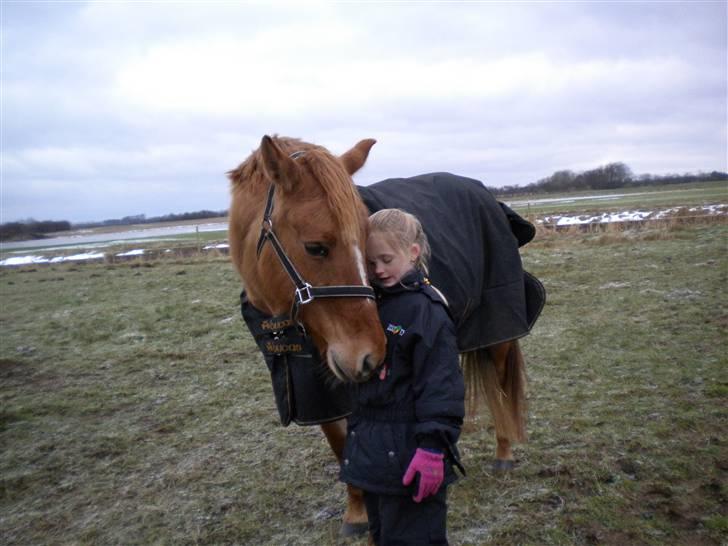 Anden særlig race Phønix - har du ikke noget mad billede 8
