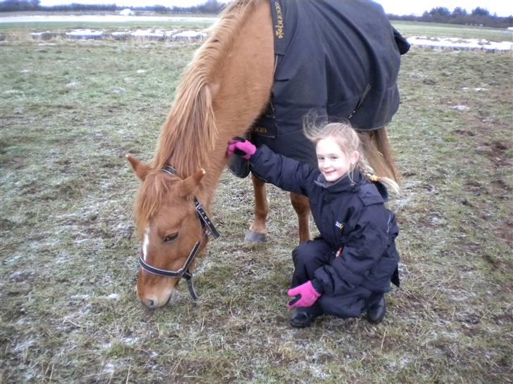 Anden særlig race Phønix - phønix ikke alt den græs billede 9
