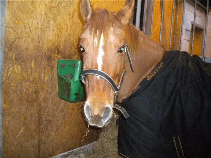 Anden særlig race Phønix - er der ikke mere af spise billede 10