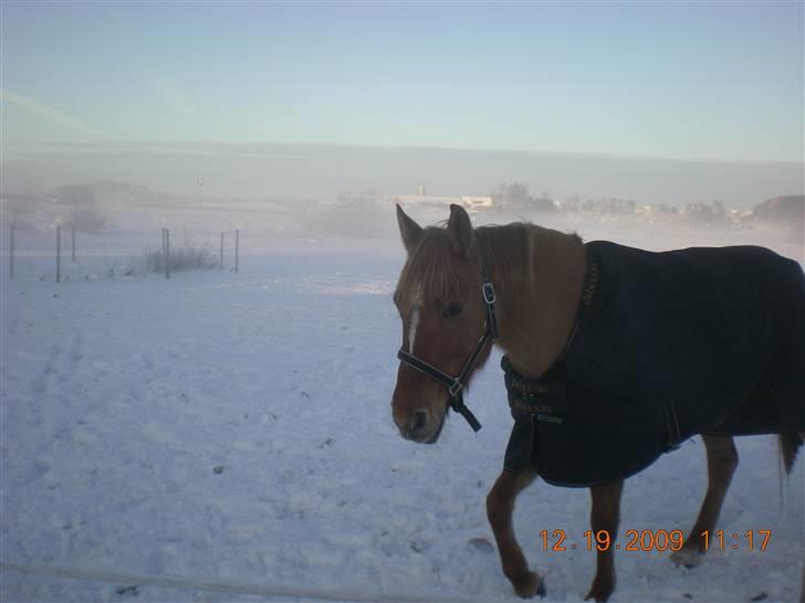 Anden særlig race Phønix - er der ikke mere græs billede 11