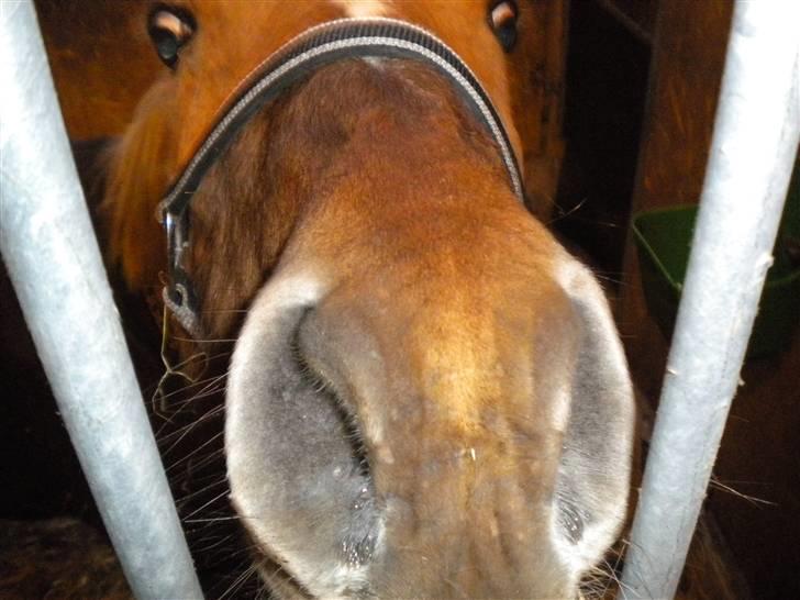 Anden særlig race Phønix - emilia kom og kys mig billede 12