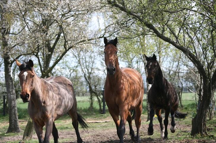 Dansk Varmblod Logo † 23-8-10 † billede 9