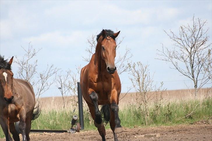 Dansk Varmblod Logo † 23-8-10 † billede 10